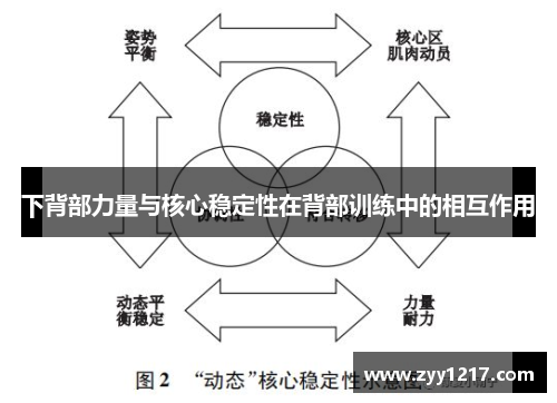 下背部力量与核心稳定性在背部训练中的相互作用