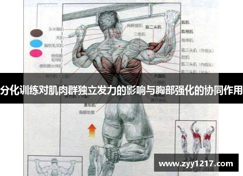 分化训练对肌肉群独立发力的影响与胸部强化的协同作用